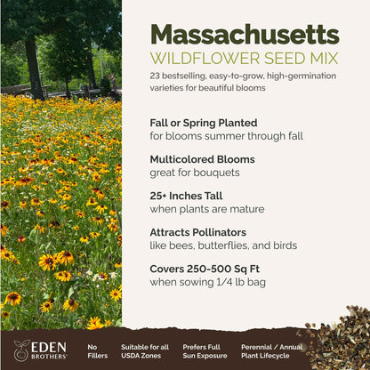 A visual overview of the wildflower seed mix, showcasing expected floral blooms.
