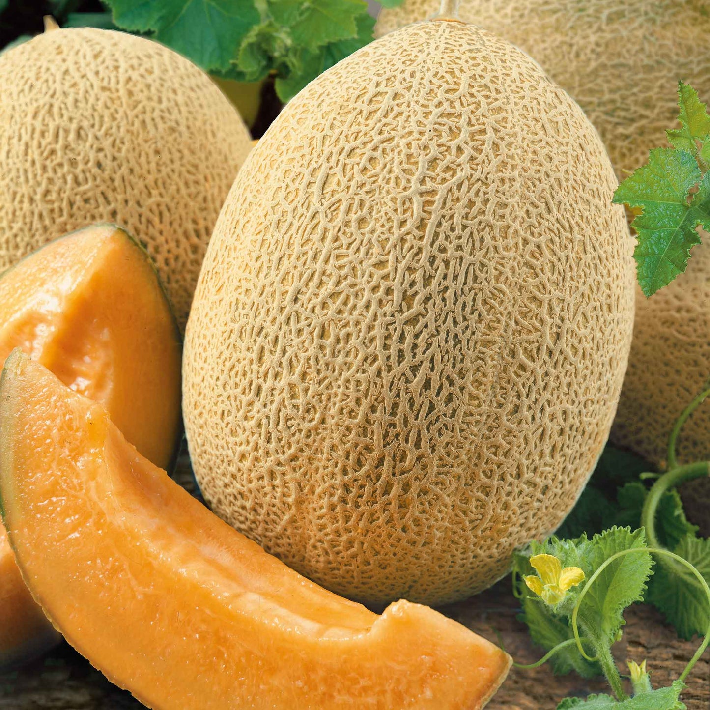 Close-up of a cut Ananas melon revealing its orange flesh and netted skin.