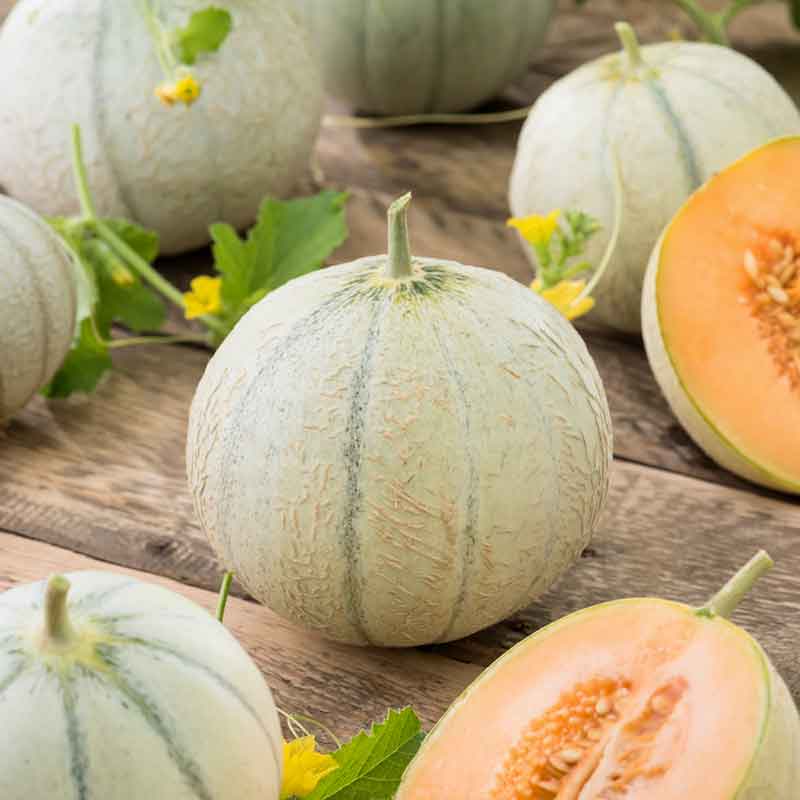 Close-up of a halved Charentais melon showing its orange flesh and seeds, with another whole melon nearby. | copyright: Floramedia UK Ltd