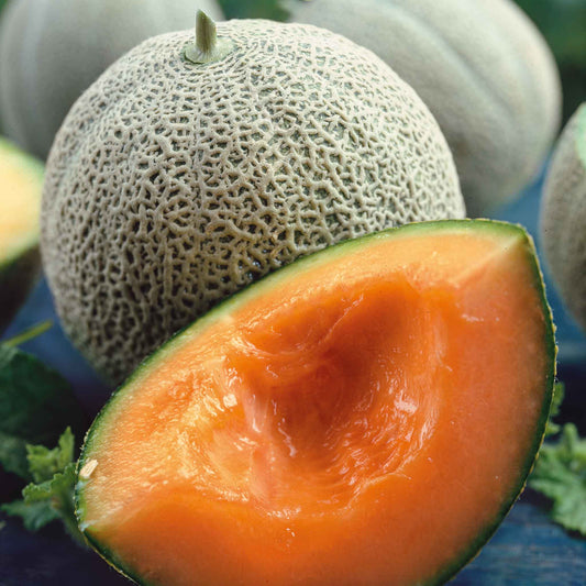 Close-up of a vibrant orange Honey Rock melon with a netted rind, perfectly ripe and ready for a sweet treat.