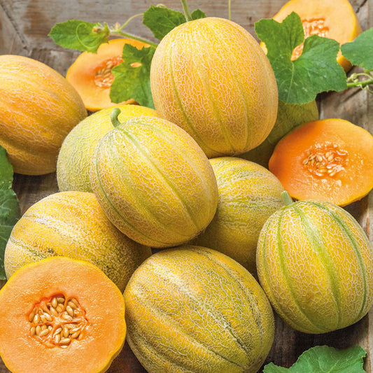 Several ripe, small, round Minnesota Midget melons with light green and dark green striped skin.