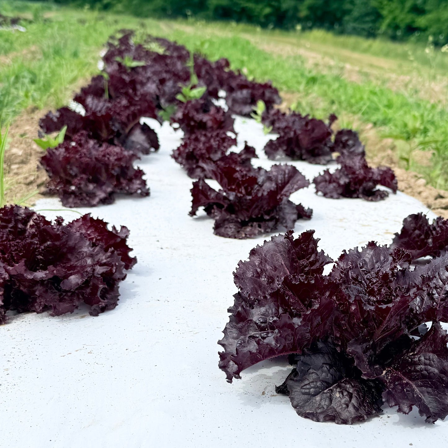 Merlot Lettuce