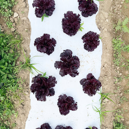 Merlot Lettuce