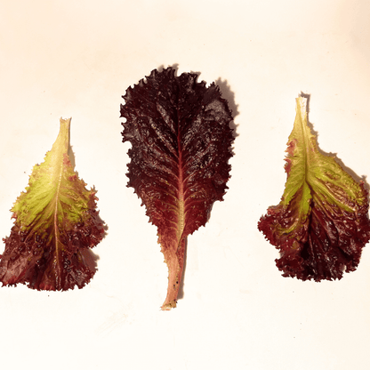 Merlot Lettuce