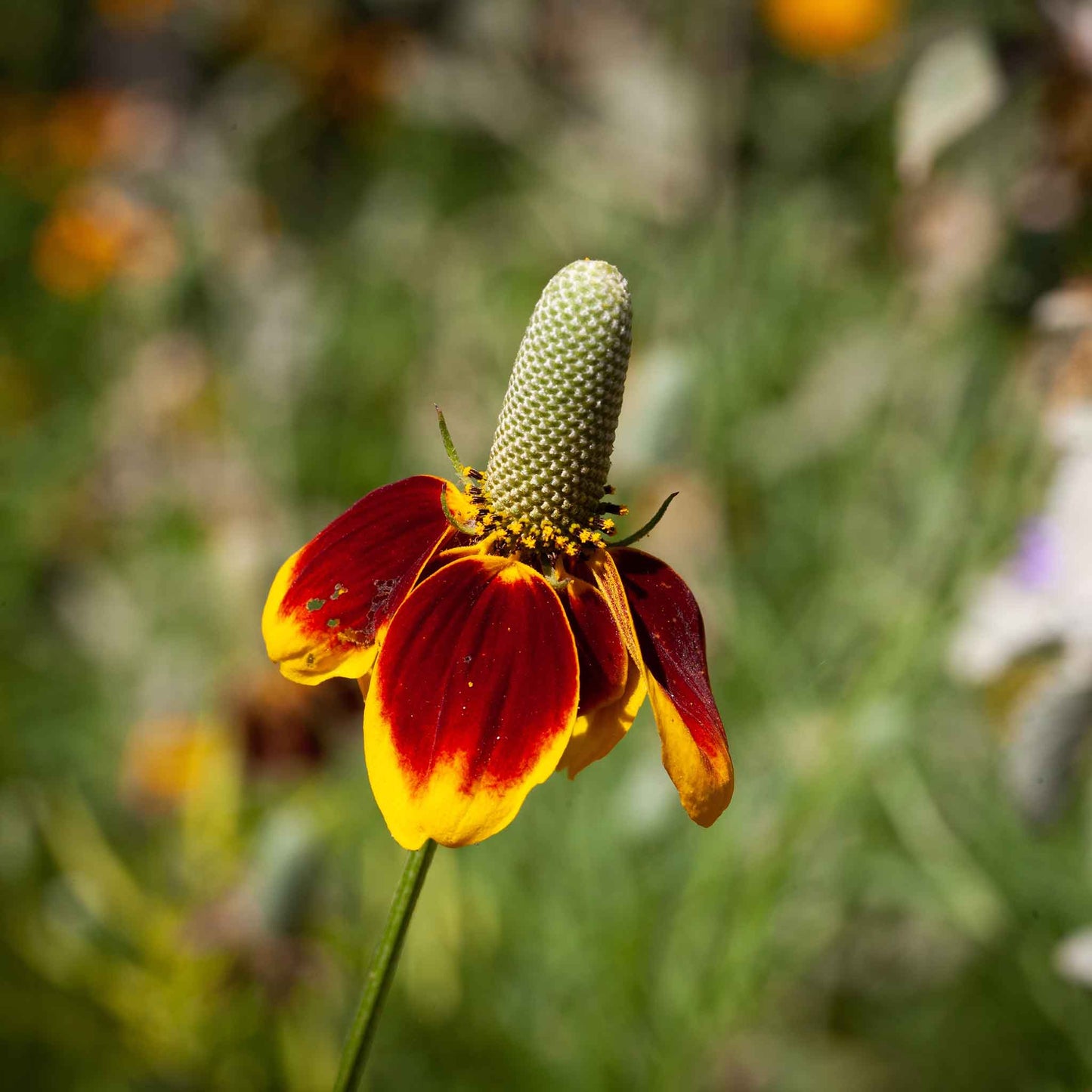 A close-up of a blooming Mexican Hat flower with a red and yellow conical center and red petals.