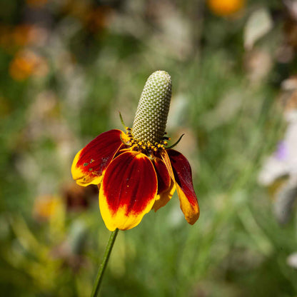 A close-up of a blooming Mexican Hat flower with a red and yellow conical center and red petals.