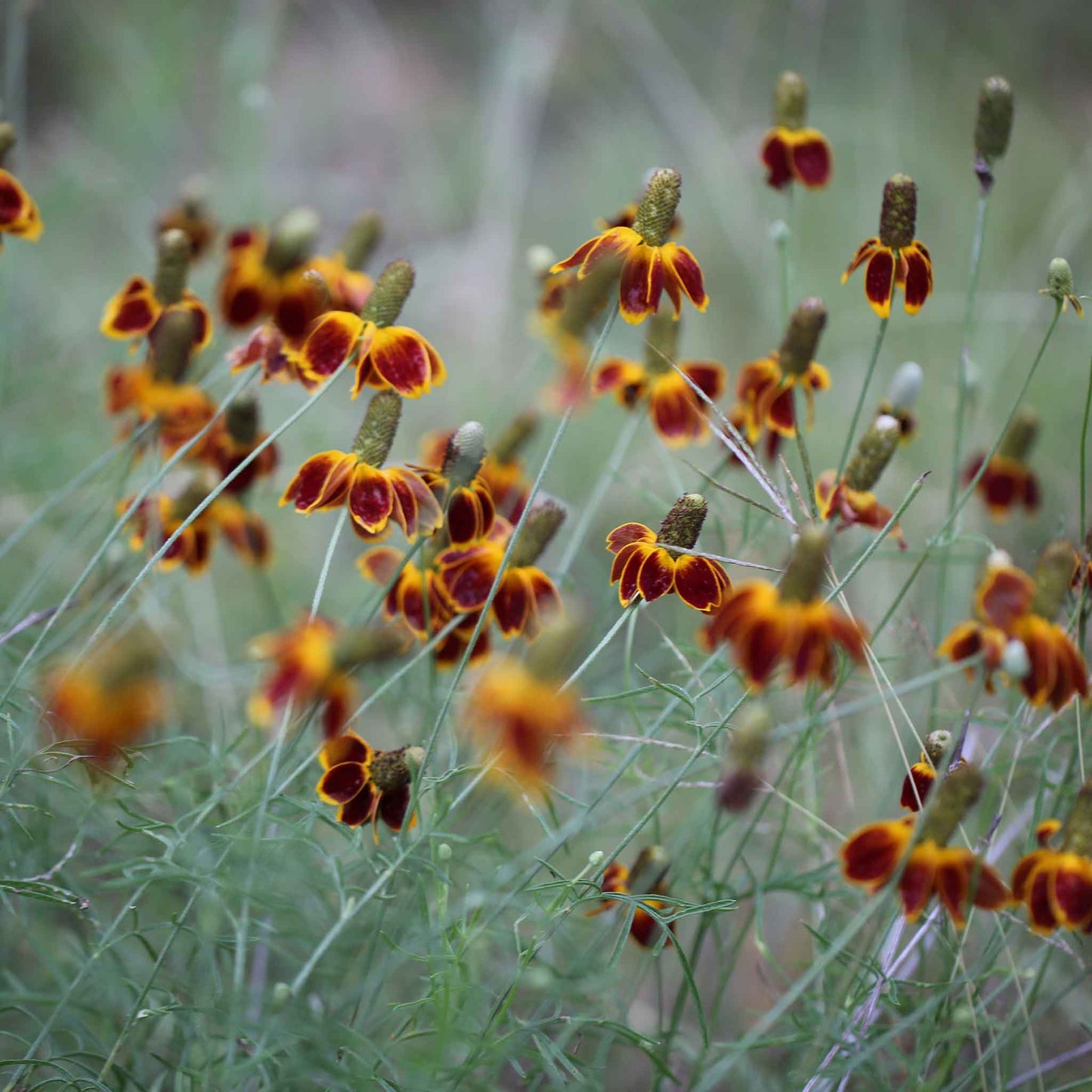 A close-up of a Mexican Hat flower with a red and yellow conical center and yellow petals.