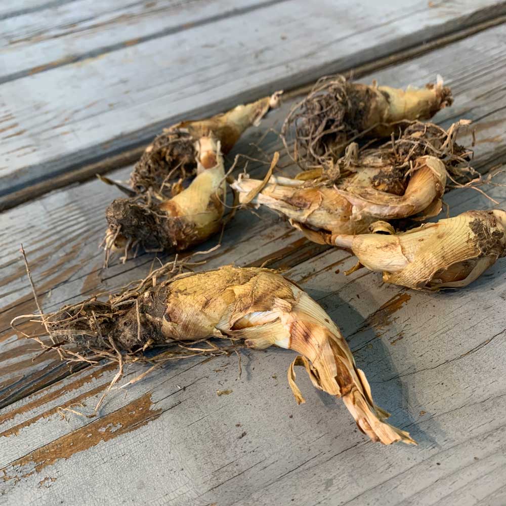 Mexican tuberose bulbs with brown fibrous roots on a rustic wooden surface.