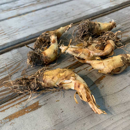 Mexican tuberose bulbs with brown fibrous roots on a rustic wooden surface.