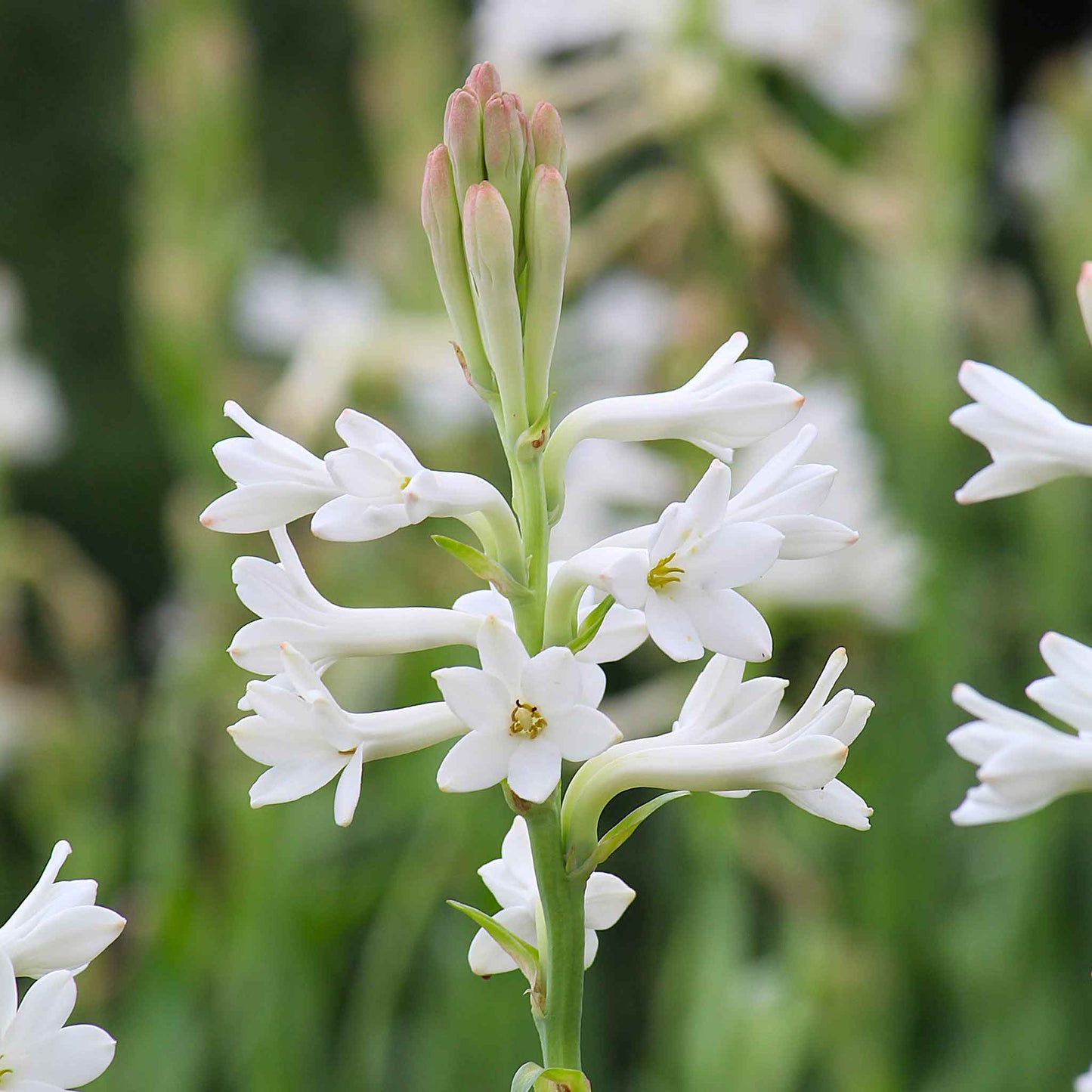 White mexican tuberose flowers with green stems against a soft blurred green background.