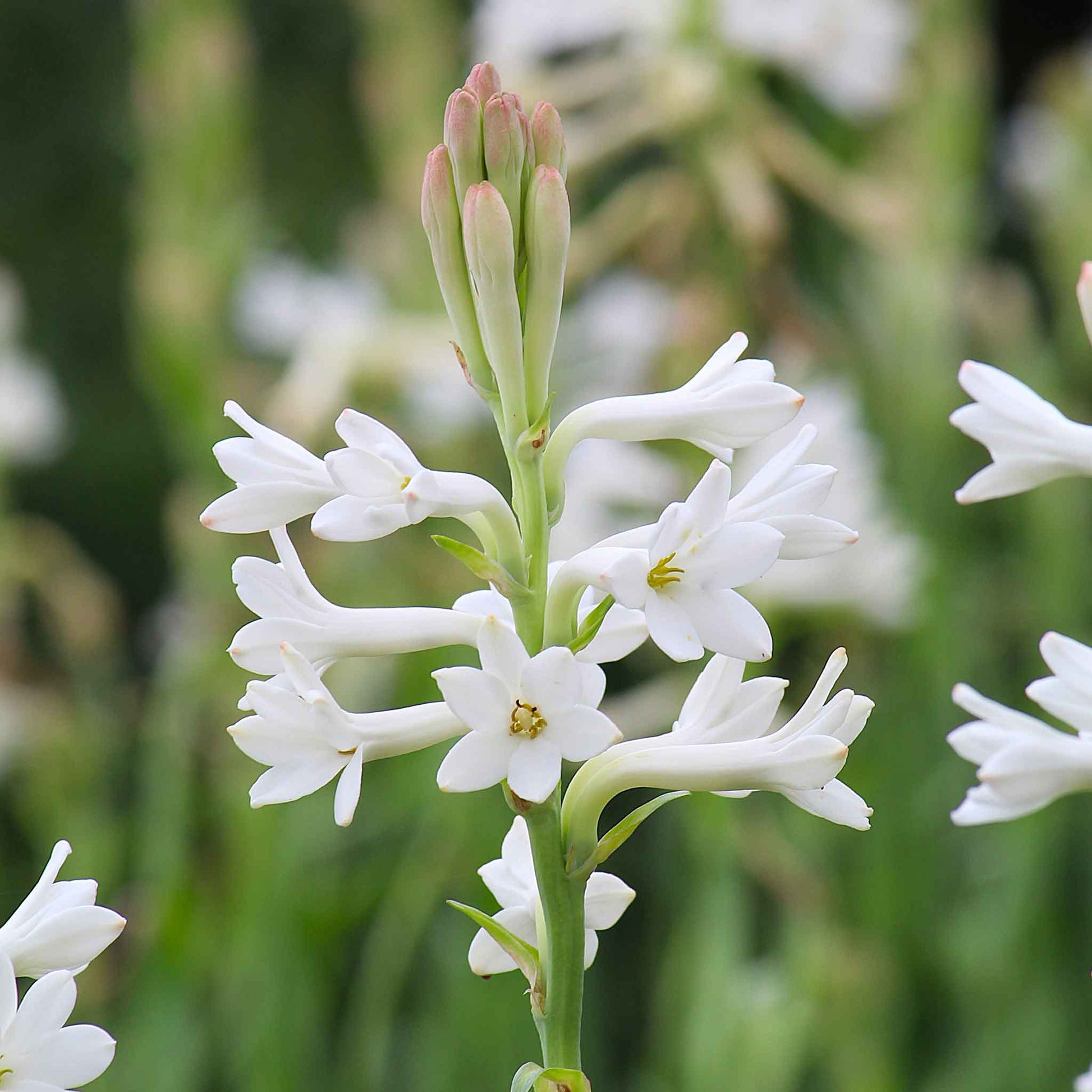 White mexican tuberose flowers with green stems against a soft blurred green background.