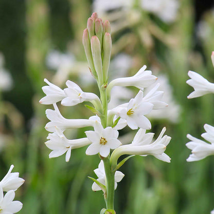 White mexican tuberose flowers with green stems against a soft blurred green background.