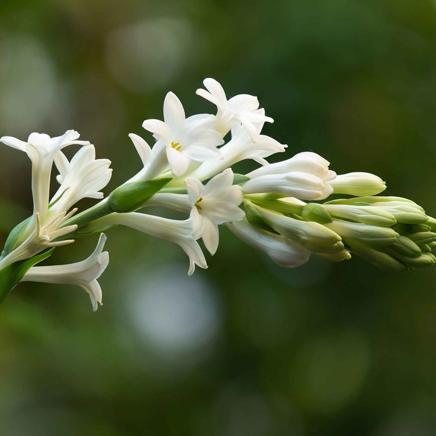 White mexican tuberose flowers in bloom with a blurred bright green garden background.