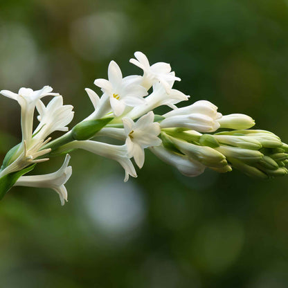 White mexican tuberose flowers in bloom with a blurred bright green garden background.