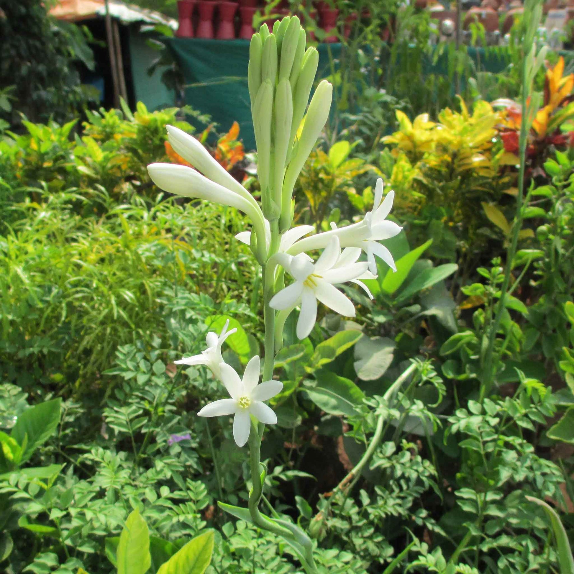 White mexican tuberose flowers with green foliage in a lush blurred garden background.