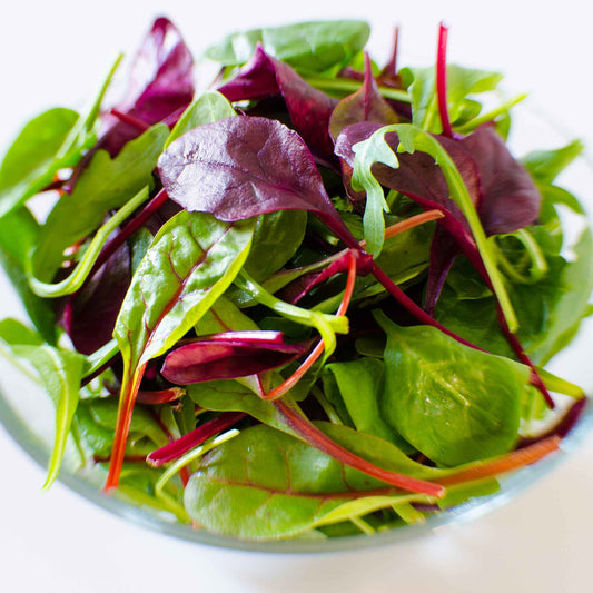 A bowl of Microgreen Rainbow Blend leaves ready to eat.