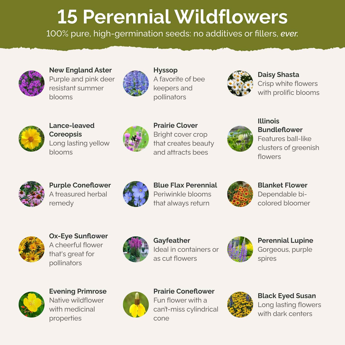 List of flower species and seeds included in the Wildflower Seed Mix.