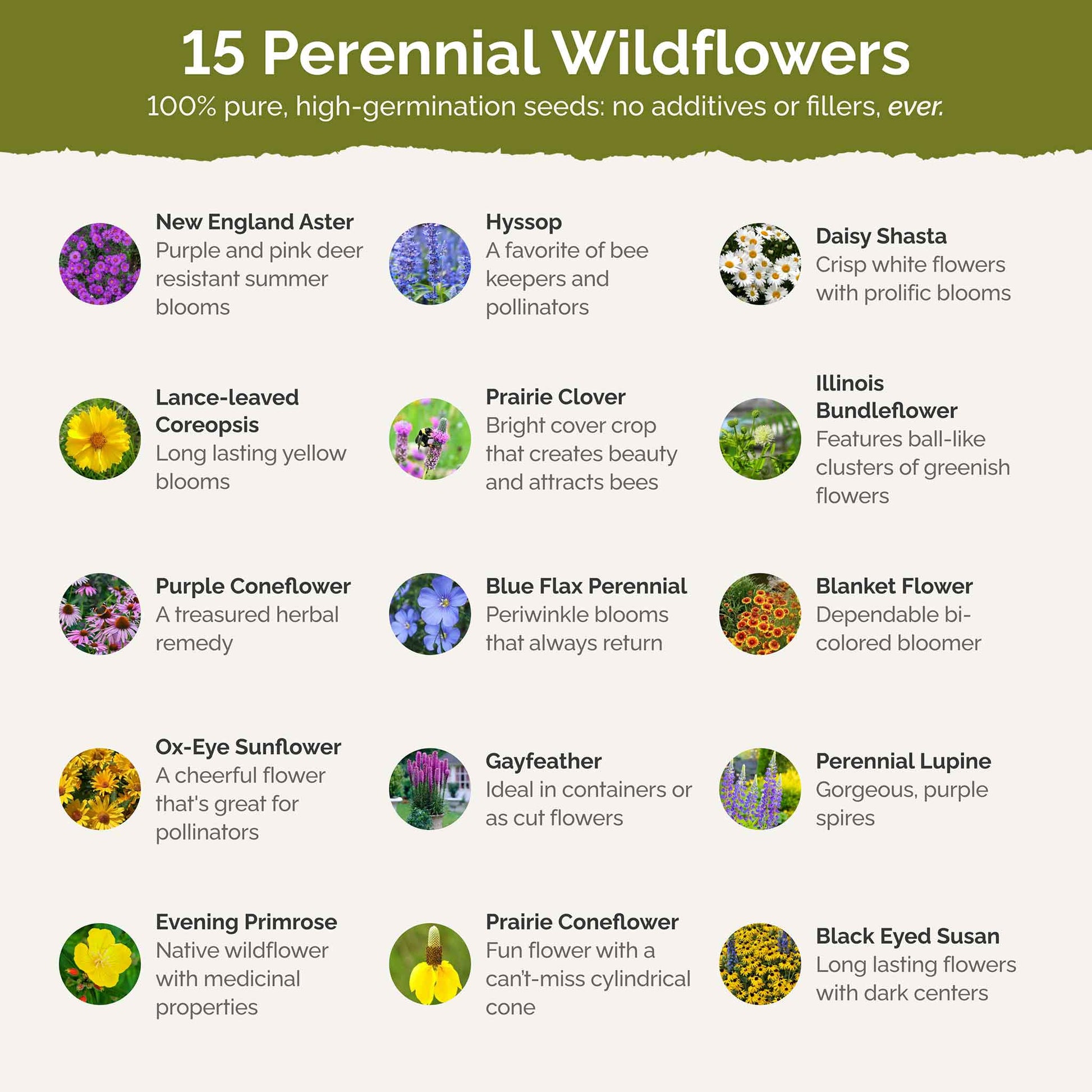 List of flower species and seeds included in the Wildflower Seed Mix.