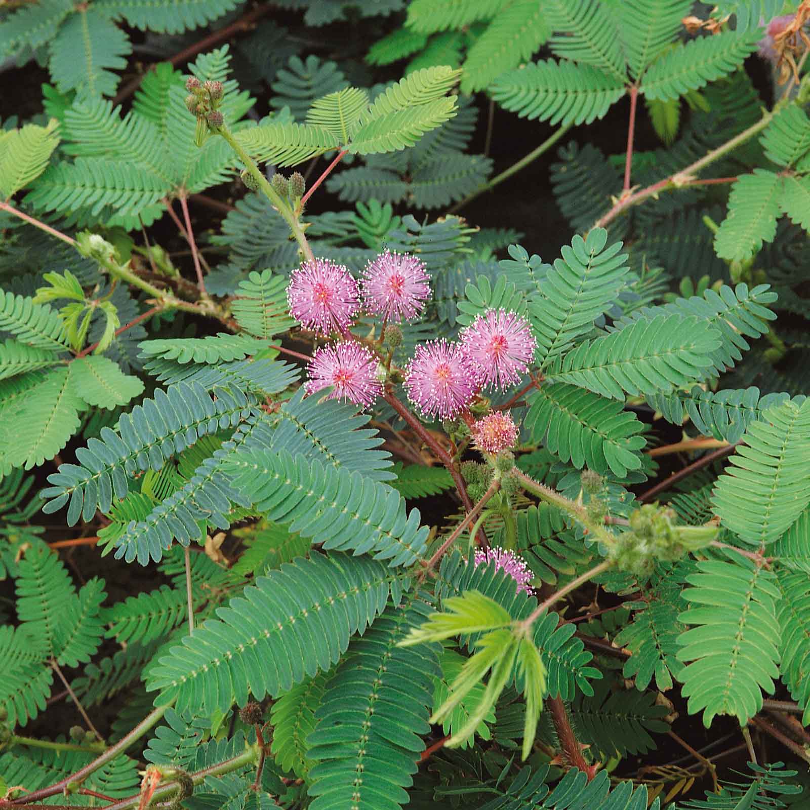 Close-up of a Mimosa pudica plant with fern-like green leaves and a round, pink pom-pom flower.