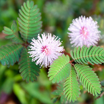 Close-up of a Mimosa pudica plant showing its delicate, fern-like green leaflets.