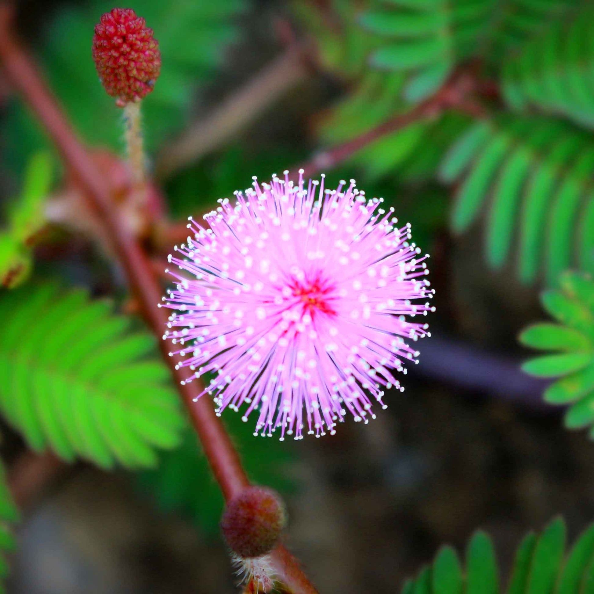 Close-up of a Mimosa pudica plant's green, fern-like leaflets with blurred foliage in background.