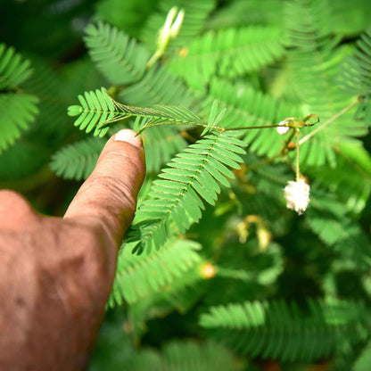 Fern-like green leaves of a Mimosa pudica plant with thin branching stems.
