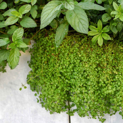 Corsican mini mint with small green leaves and delicate stems shown spilling over wall.