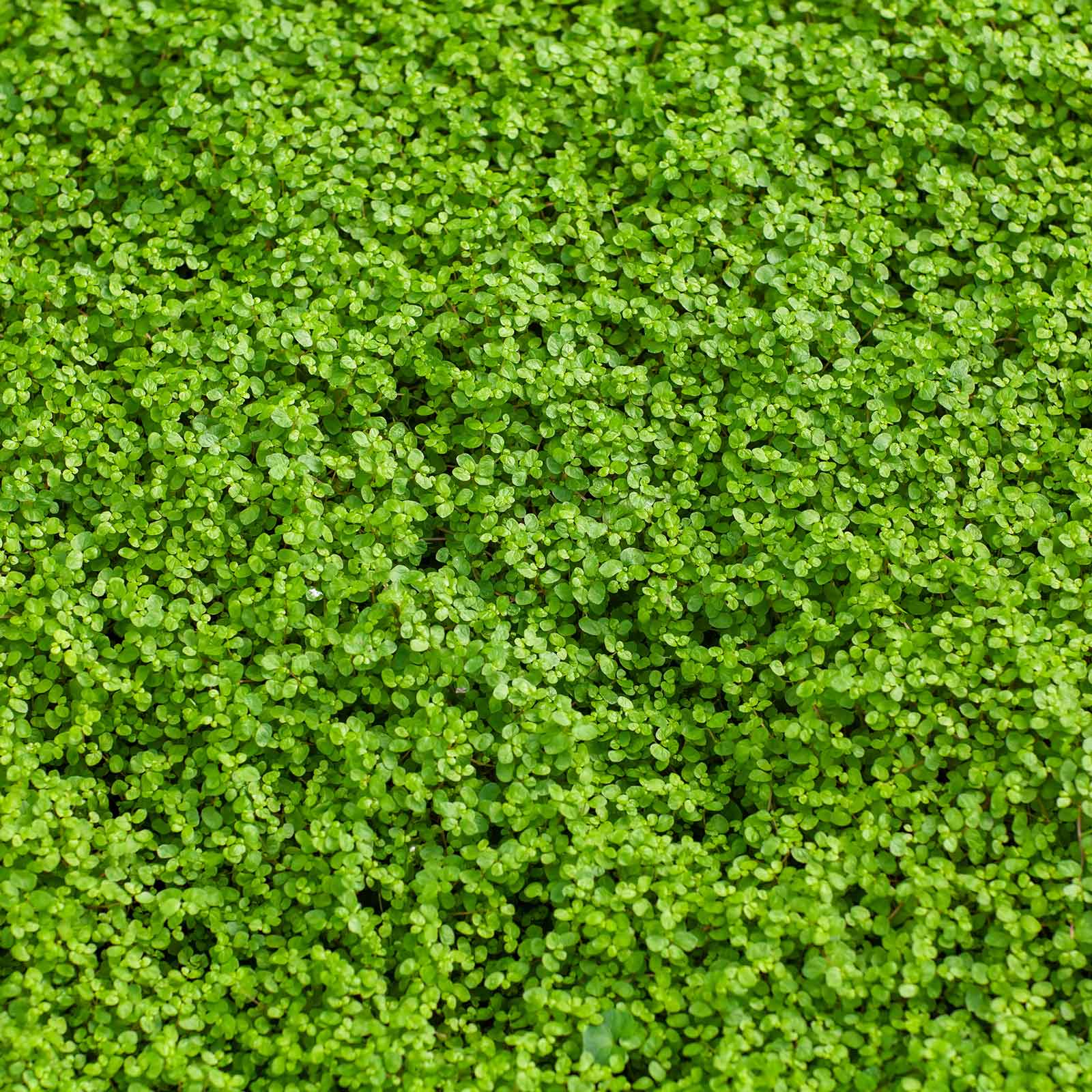 A close-up of small, green Corsican mini mint leaves.