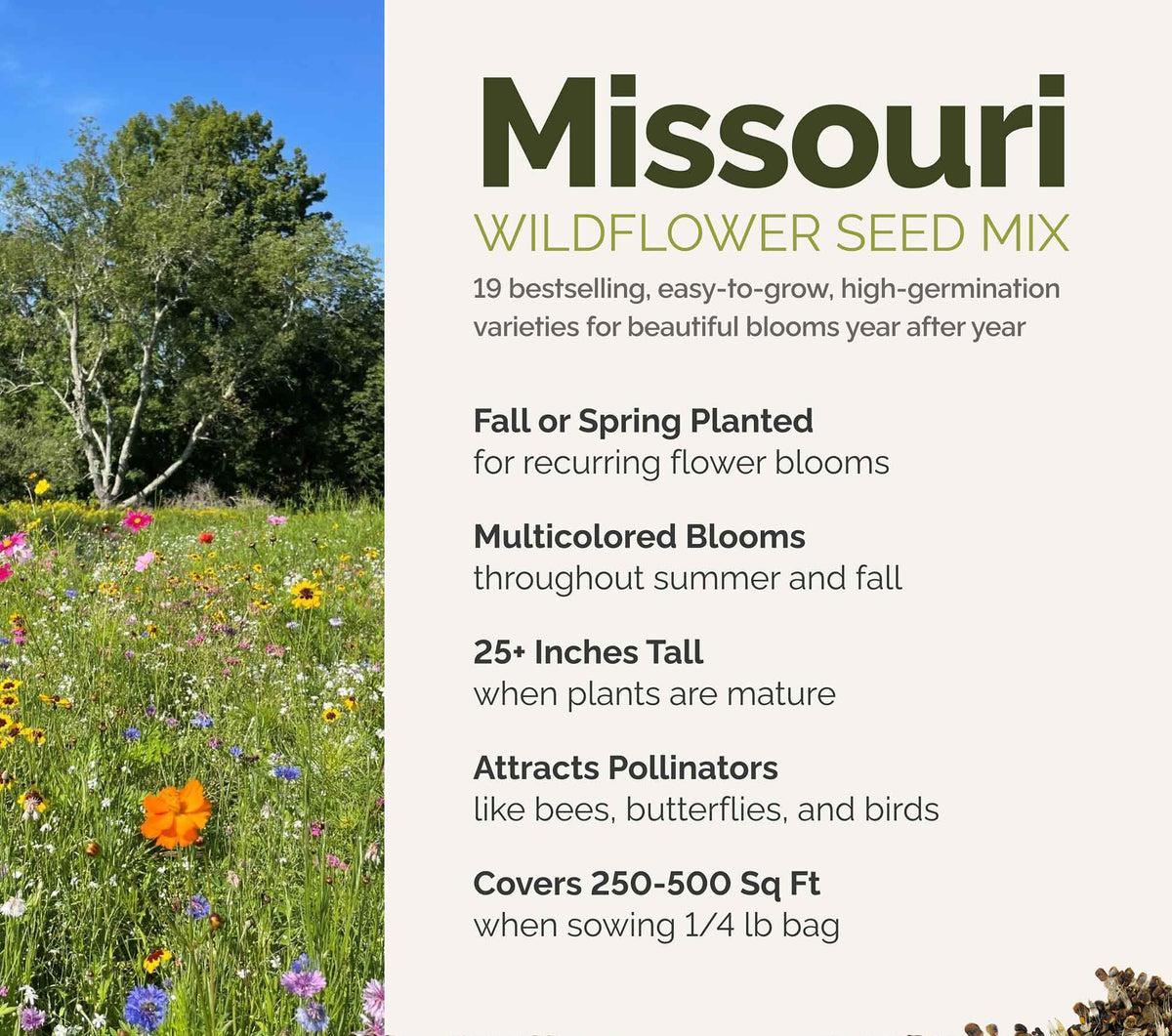A visual overview of the wildflower seed mix, showcasing expected floral blooms.