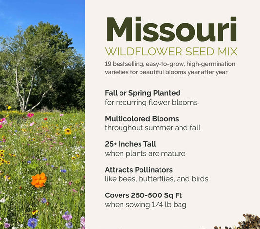 A visual overview of the wildflower seed mix, showcasing expected floral blooms.
