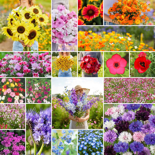 A grid graphic showing the bloomed contents of Signature Wildflower Bundle - Annual & Perennial Blooms