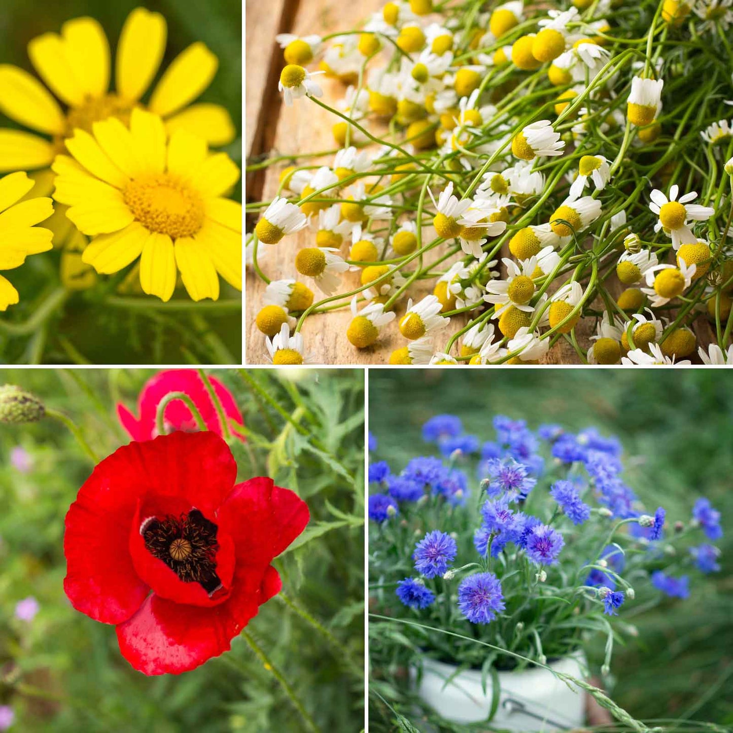 A grid graphic showing the bloomed contents of Back to Basics Flower Seed Mix