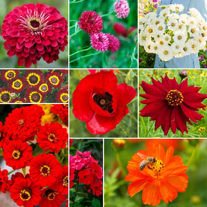 A grid graphic showing the bloomed contents of Big Red Mix - Red Flower Seed Mix