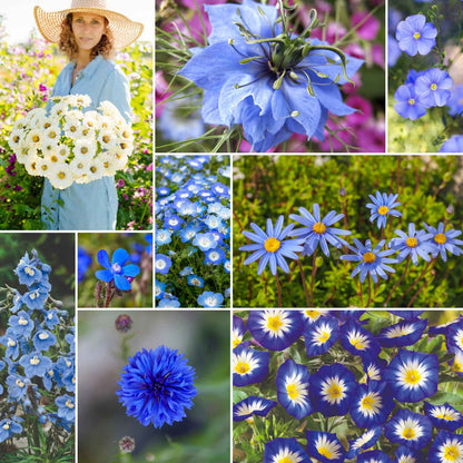 A grid graphic showing the bloomed contents of Blue Ribbon - Blue Flower Seed Mix