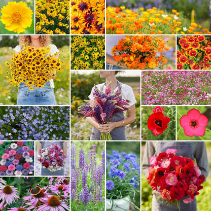 A grid graphic showing the bloomed contents of Burst Of Bloom Annual & Perennial Wildflower Seed Mix