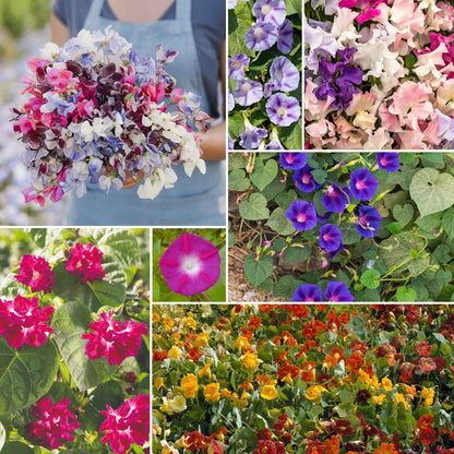 A grid graphic showing the bloomed contents of Colorful Climbers - Climbing Flower Seed Mix