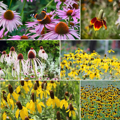 Pink, purple, and yellow conehead coneflower mix blooms in a sunny garden.