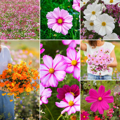 Crazy for cosmos wildflower mix seed packet shown against a white background.