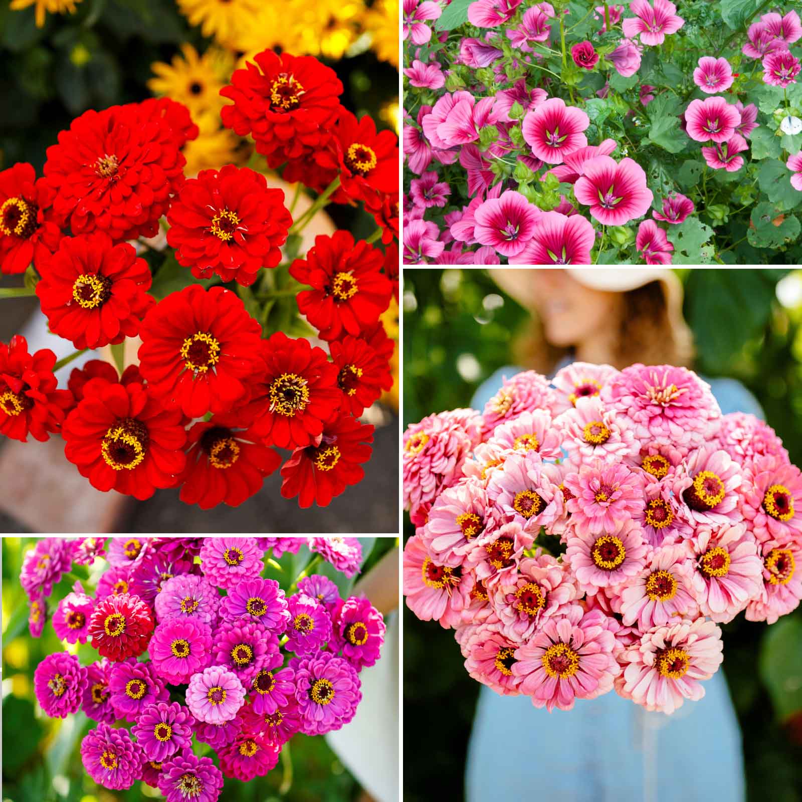A grid graphic showing the bloomed contents of Cupid's Flower Seed Mix