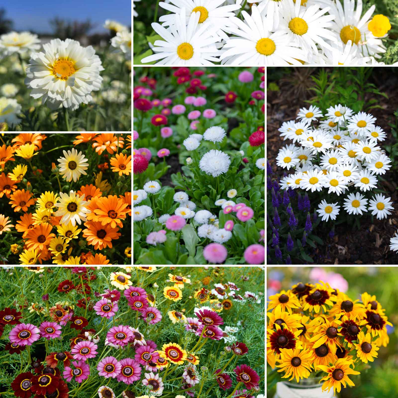 Daisy crazy wildflower mix seed packet shown against a plain white background.