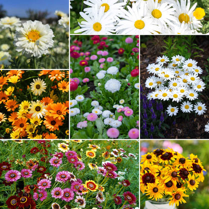 Daisy crazy wildflower mix seed packet shown against a plain white background.