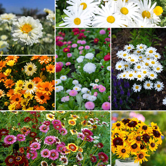 Daisy crazy wildflower mix seed packet shown against a plain white background.