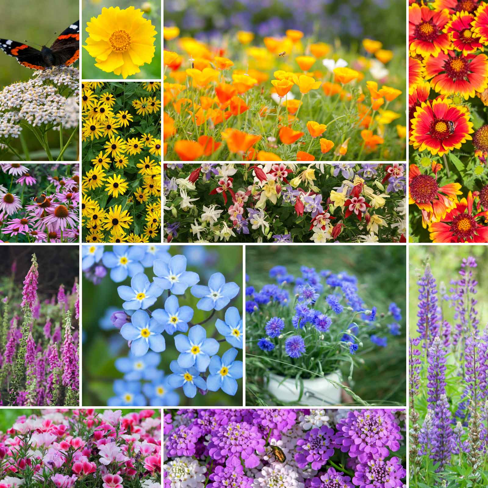 A grid graphic showing the bloomed contents of Deer Resistant Wildflower Seed Mix