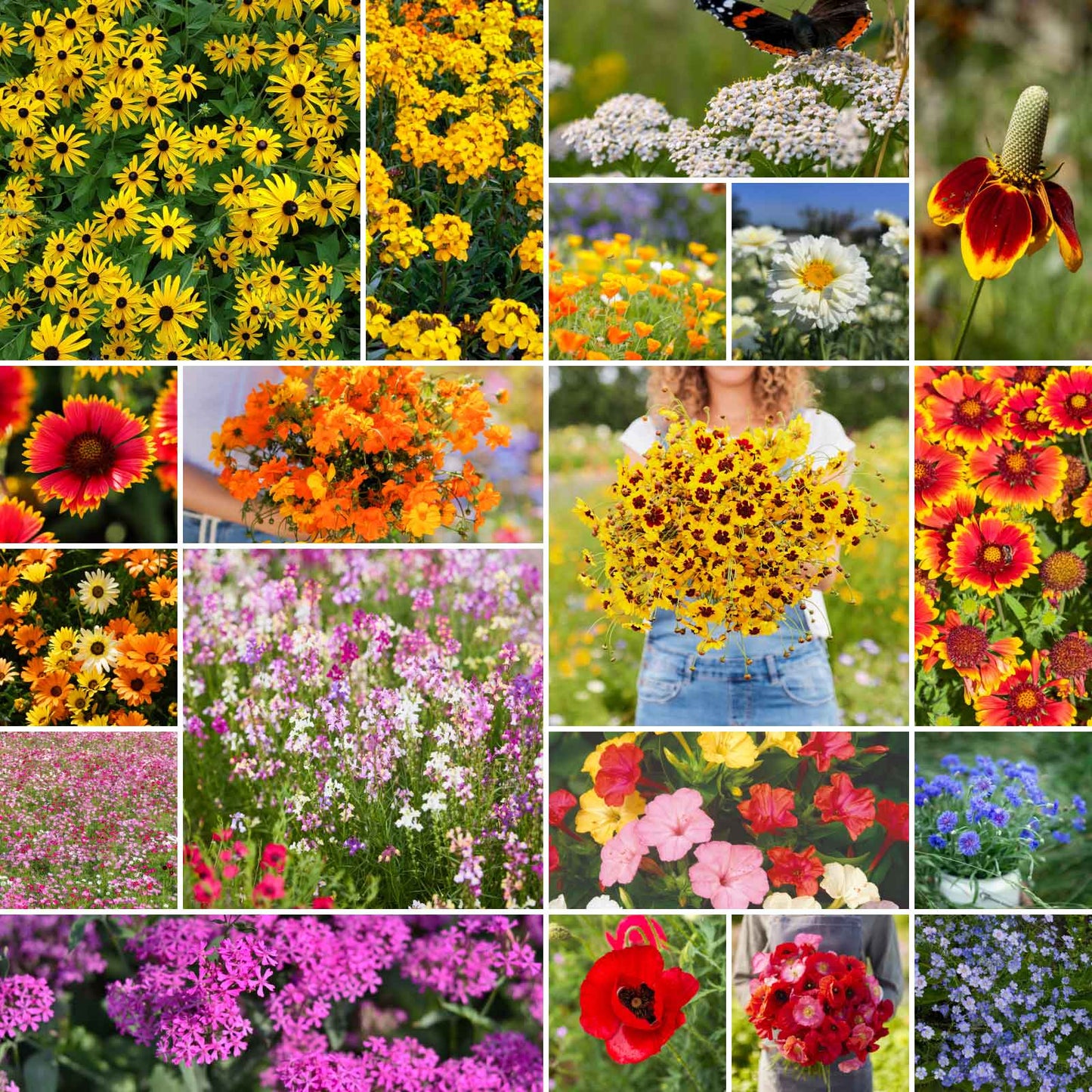 A grid graphic showing the bloomed contents of Dry Area Wildflower Seed Mix