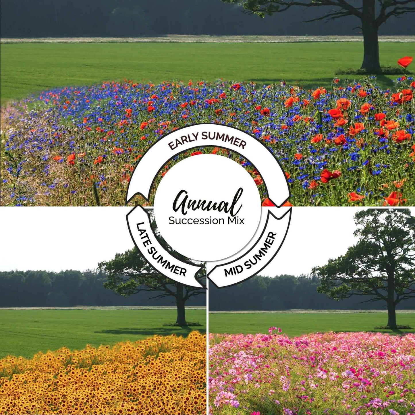 A grid showing the growth cycle of the endless summer annual succession wildflower mix