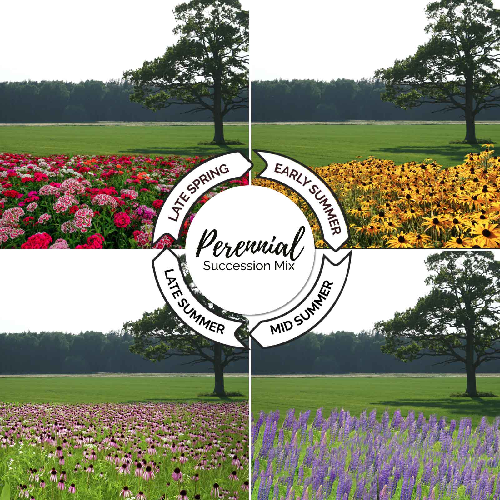 A grid showing the growth cycle of the endless summer perennial succession wildflower mix