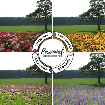A grid showing the growth cycle of the endless summer perennial succession wildflower mix