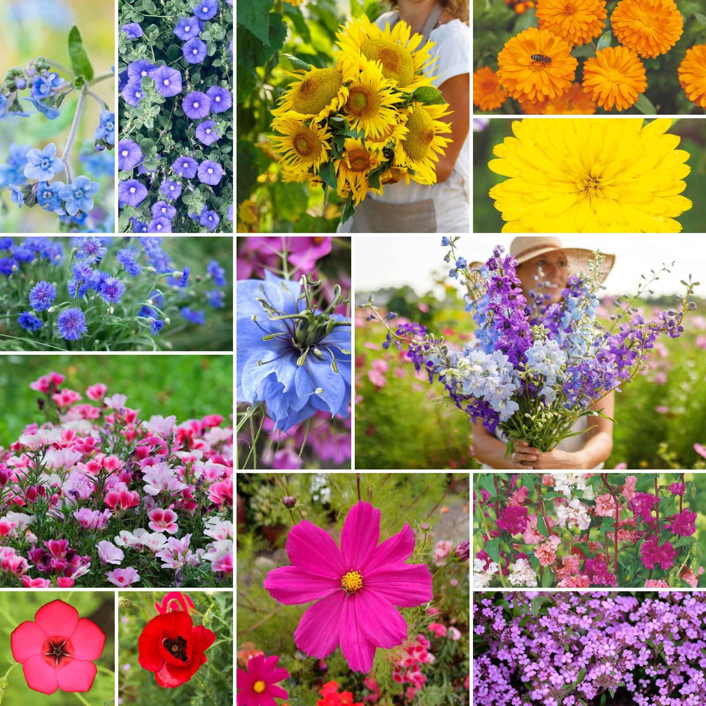 A grid graphic showing the bloomed contents of Fairytale Flower Seed Mix
