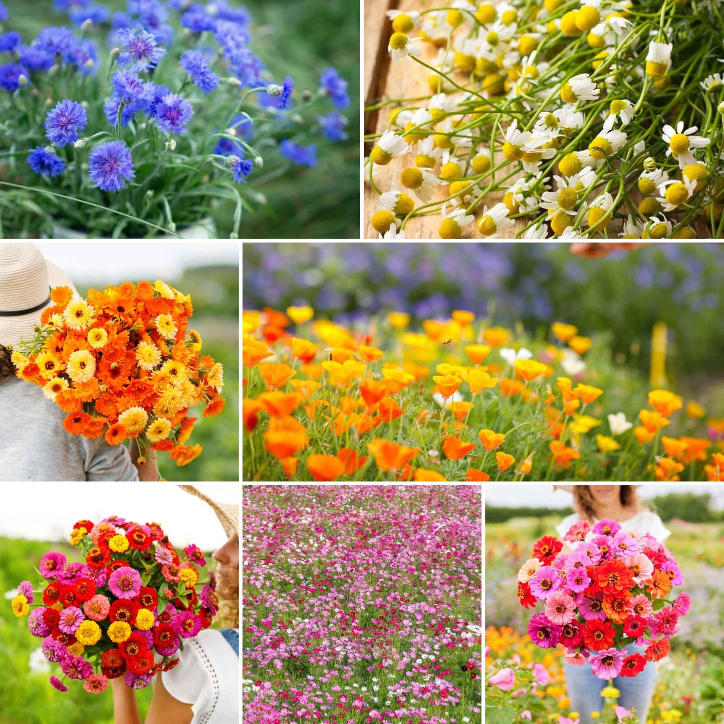 A grid graphic showing the bloomed contents of Field Day Flower Seed Mix