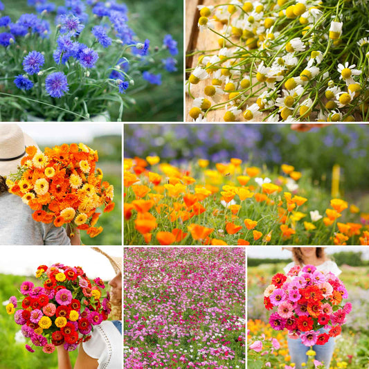 A grid graphic showing the bloomed contents of Field Day Flower Seed Mix